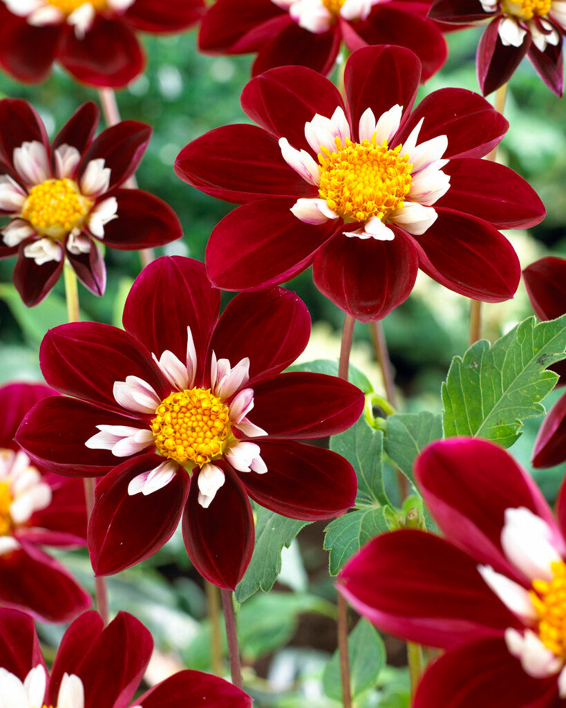 Dahlia Anemone Mary Eveline 1-pakning